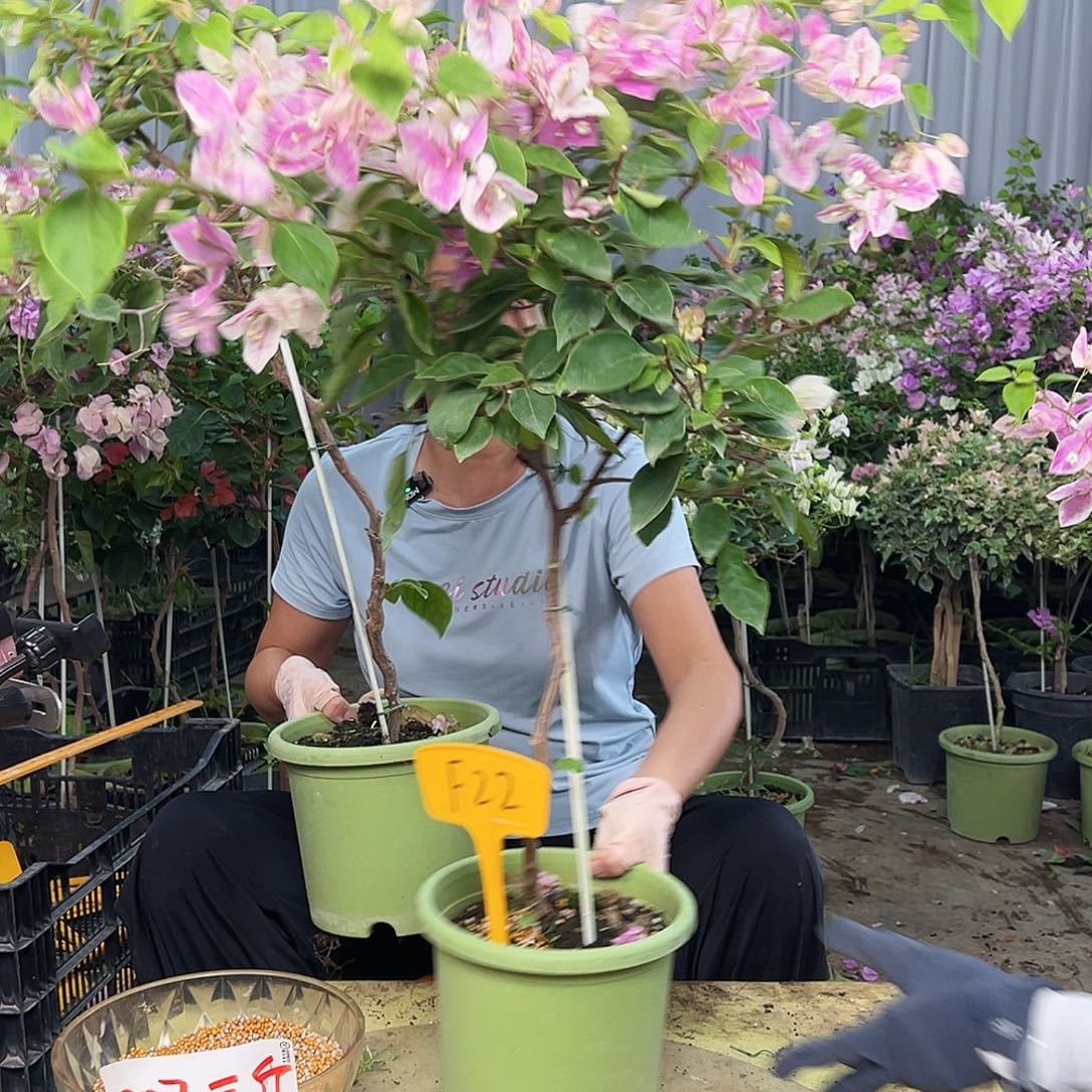 仓***弓大部分花苞少量开放F22章