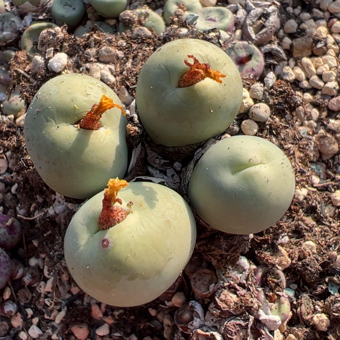 量拍4头鸽子蛋一颗