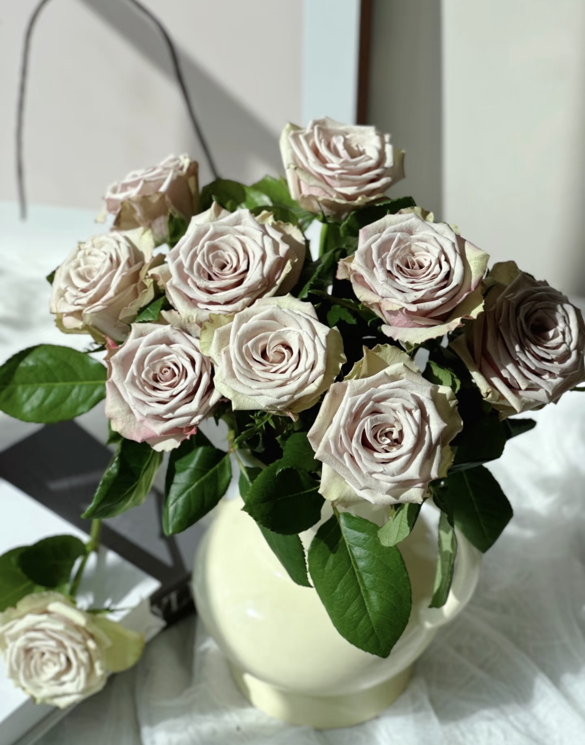 【野生苔藓】独颗复古色脏脏包青铜色月季玫瑰