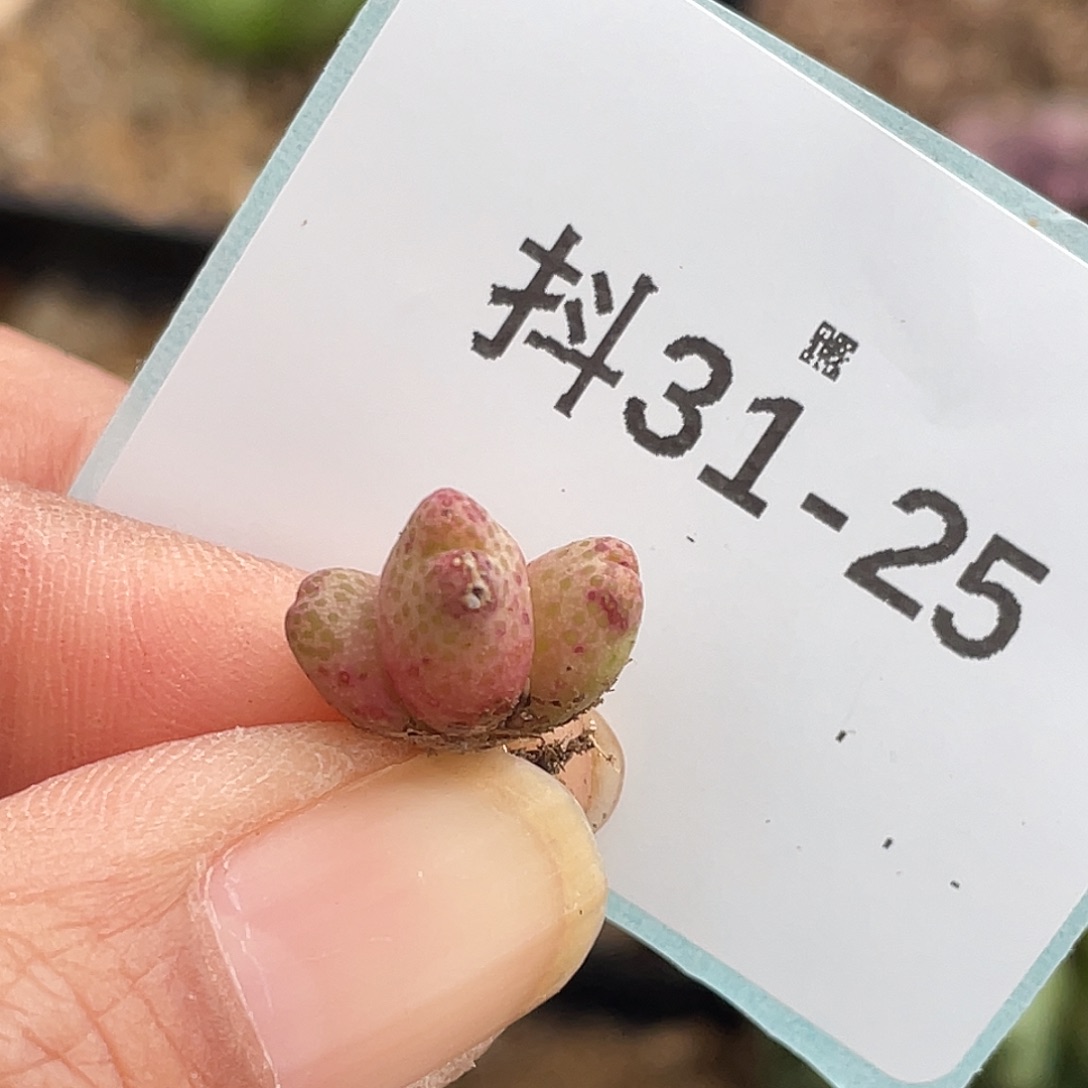 31-25斑马多肉植物