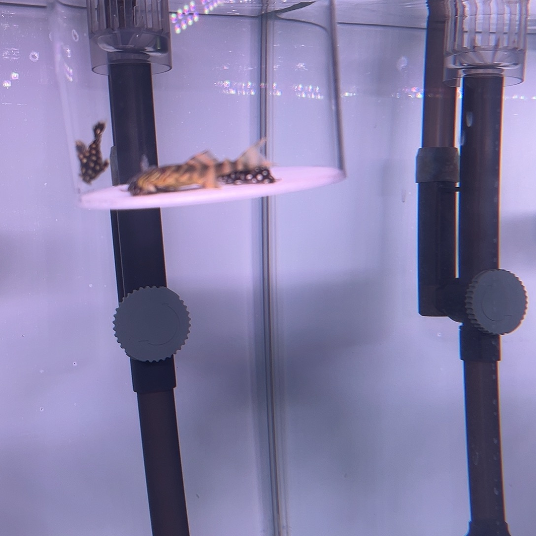 Y***K黄老虎1条 黑白双星1条 龙钻坦克1条 皇后雪球1条