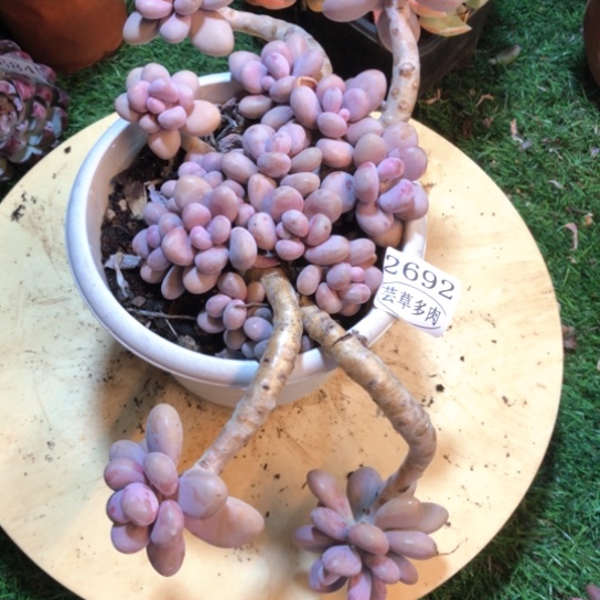 桃蛋，2692，一物一拍