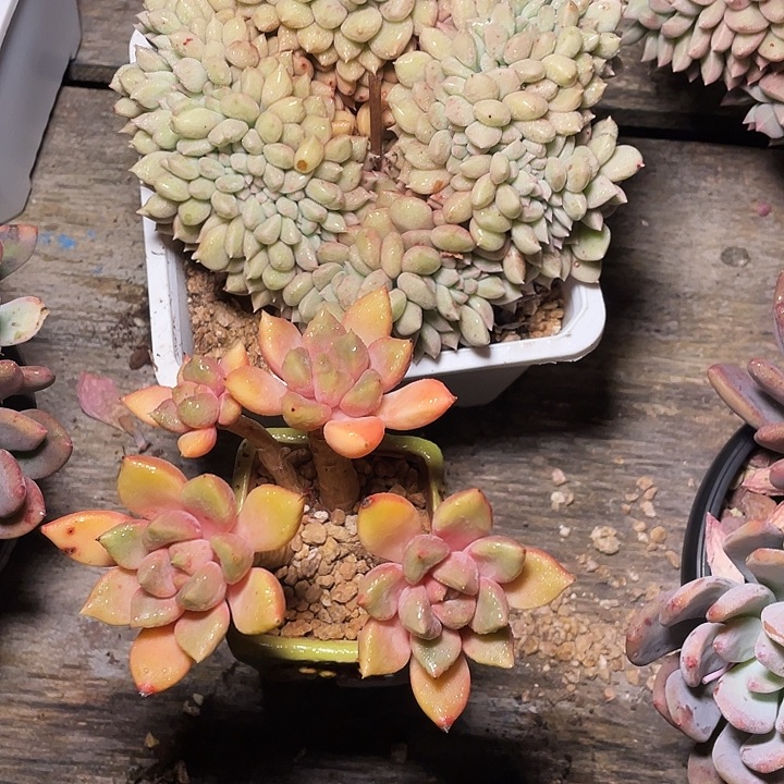 一****象牙璀璨两个多肉发货