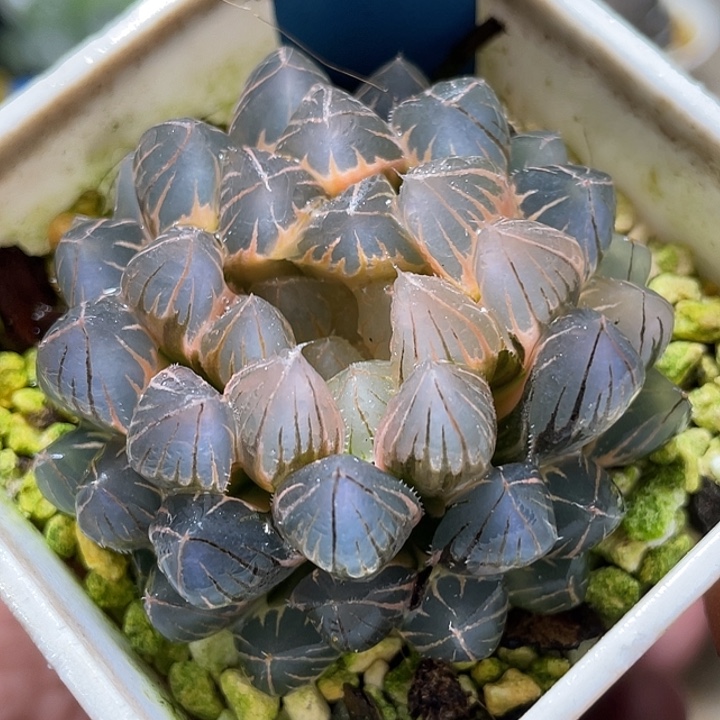 671糊斑霓虹灯锦母本