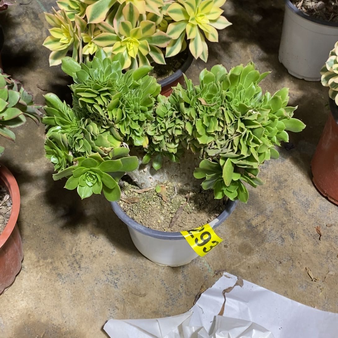 绿羊绒缀多肉法师293