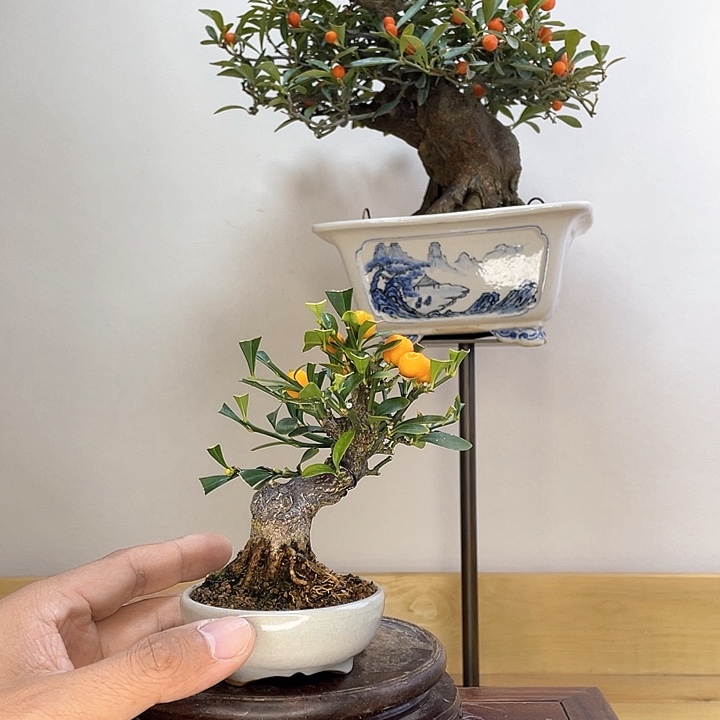 木本豆子盆景盆栽