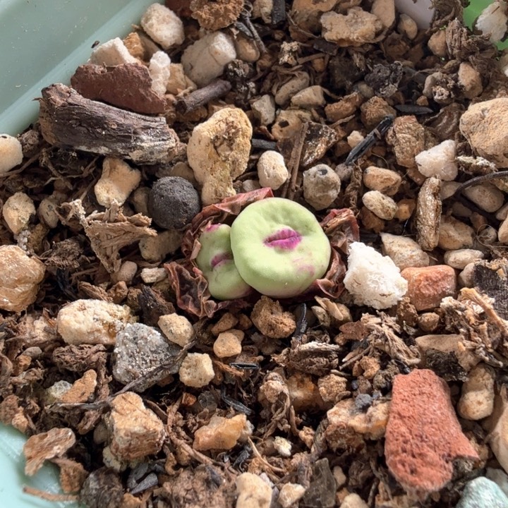 Sh2736小红嘴 双头 带盆发