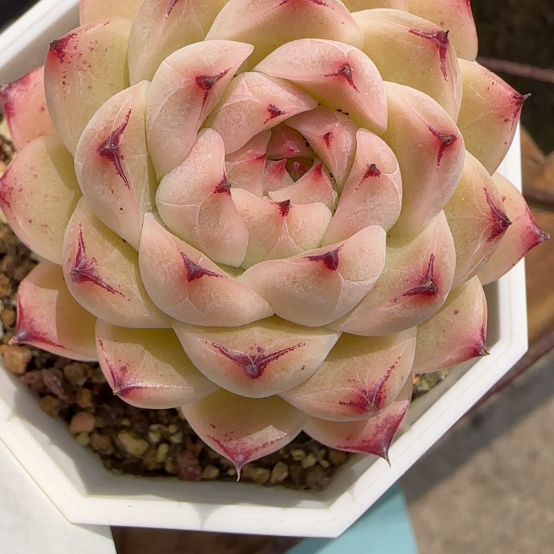 花语逸境0221-201