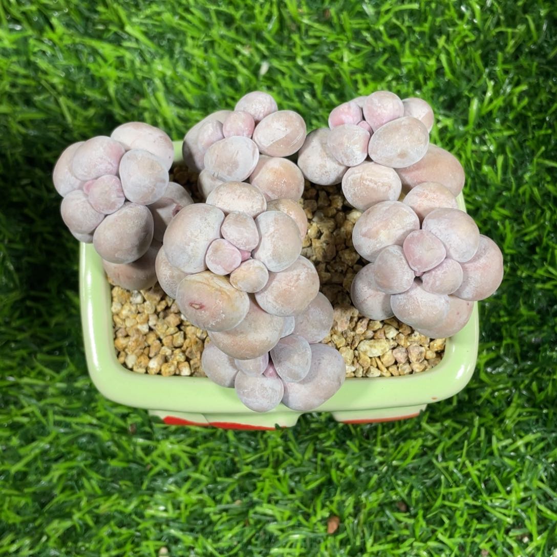 水光针奶酪多肉植物