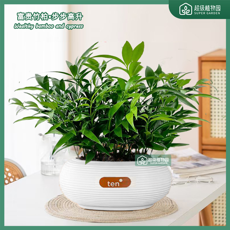 富贵竹柏盆栽植物室内四季常青净化空气绿植四季好养绿植