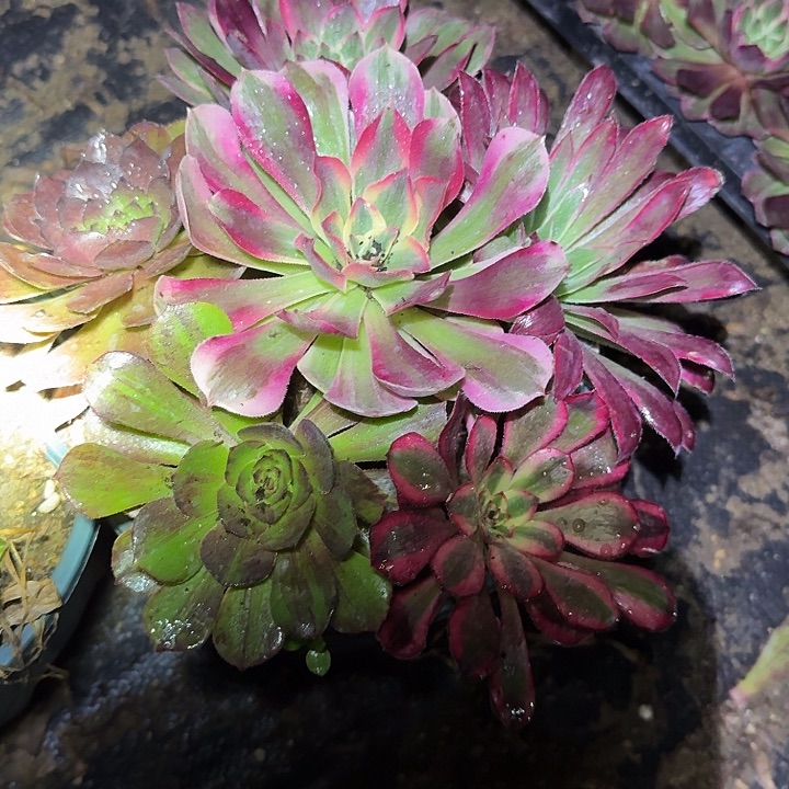 6颗法师不同品种亏本福利