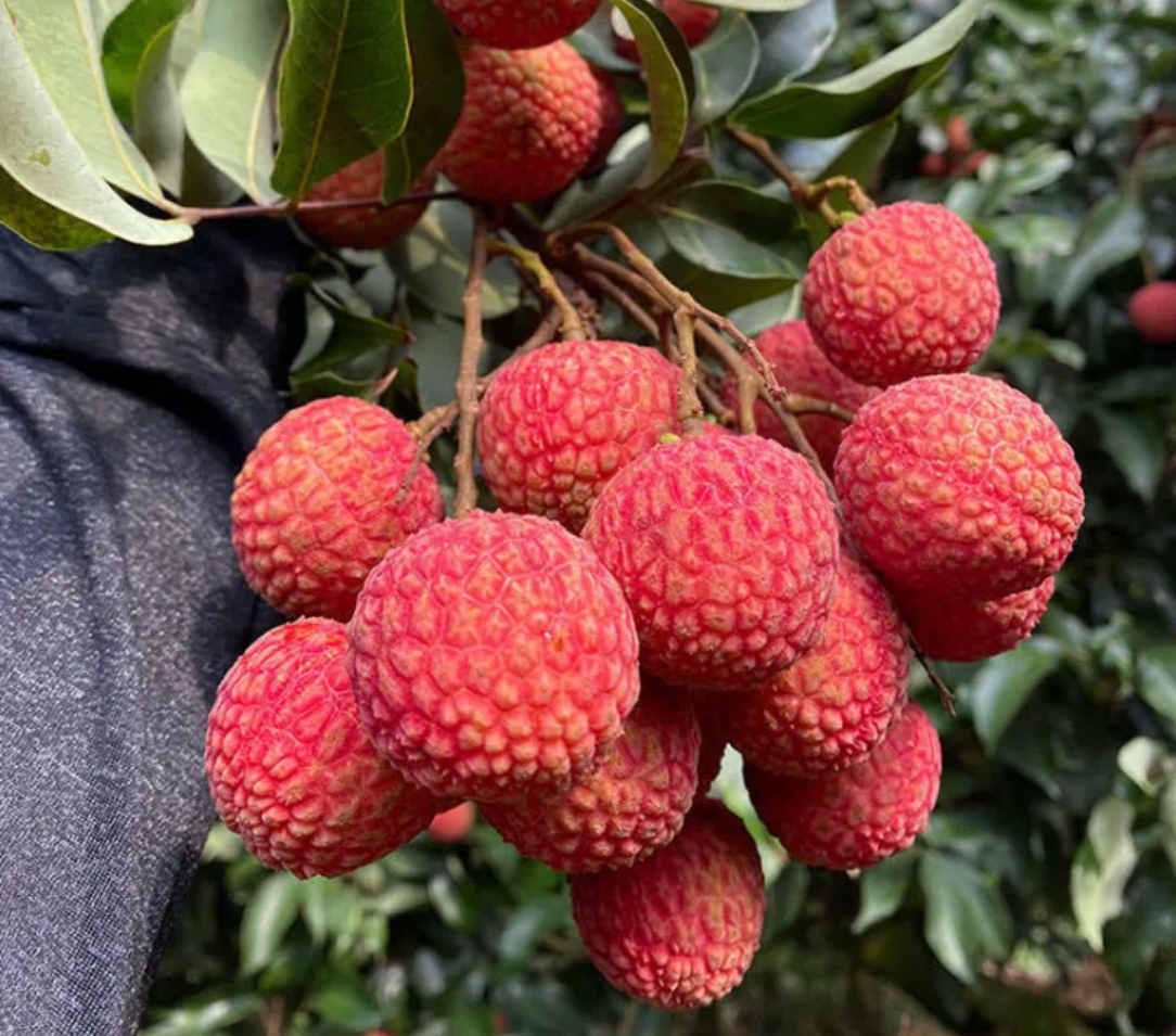 发京东冷链广东妃子白糖樱茂名发货现摘鲜果新鲜不泡水不催熟5斤