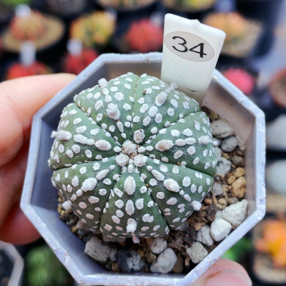 非偏远地区满25裸根发货仙人球