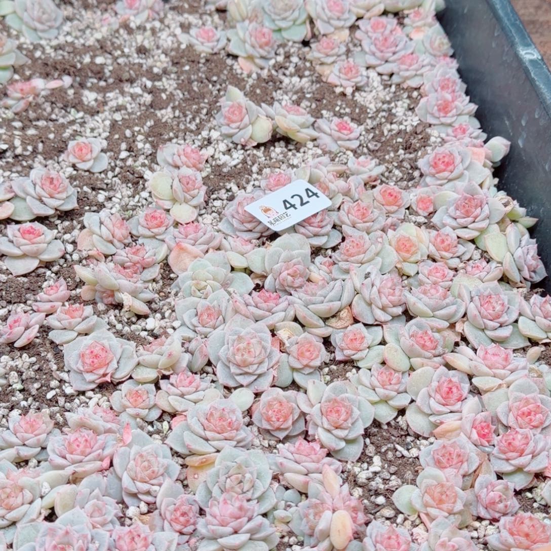 度***多肉植物多肉植物