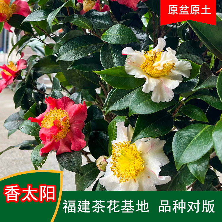 香太阳珍贵茶花品种室内外花卉阳台庭院福建茶花基地直销包邮