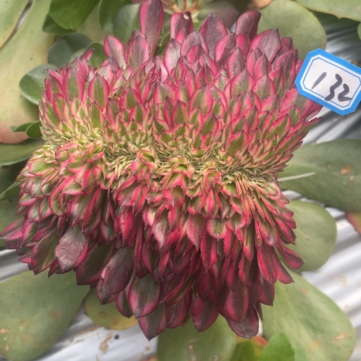 132不带根红通白缀化