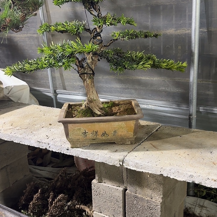 心***陈无花朵老桩罗汉松盆景的
