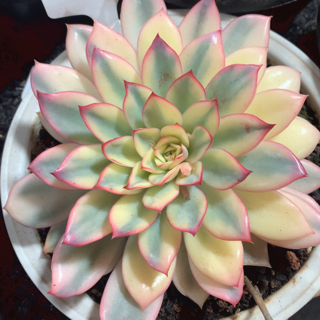 多肉植物10号月光女神锦25