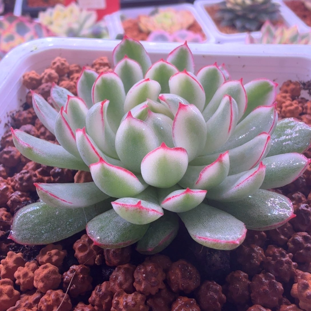 梦幻玫瑰白锦2 多肉