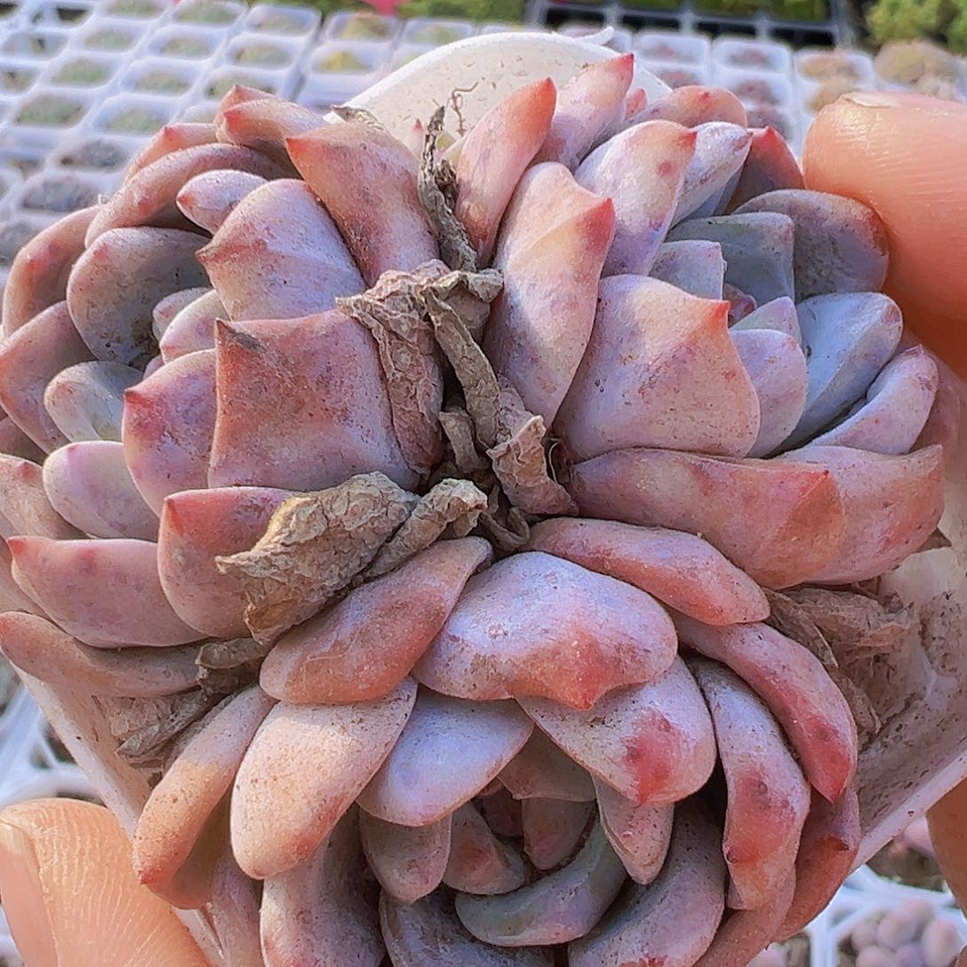 樱花橙群19包邮多肉