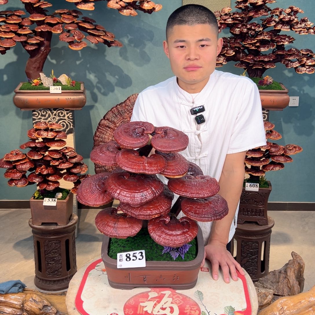 无花朵888888888888