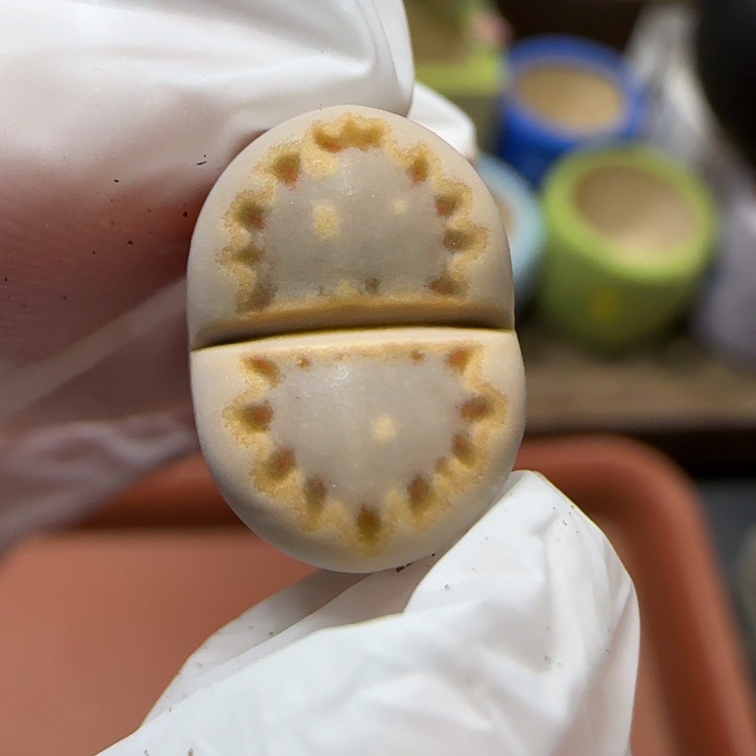 12.25.c24饼干.9002福利