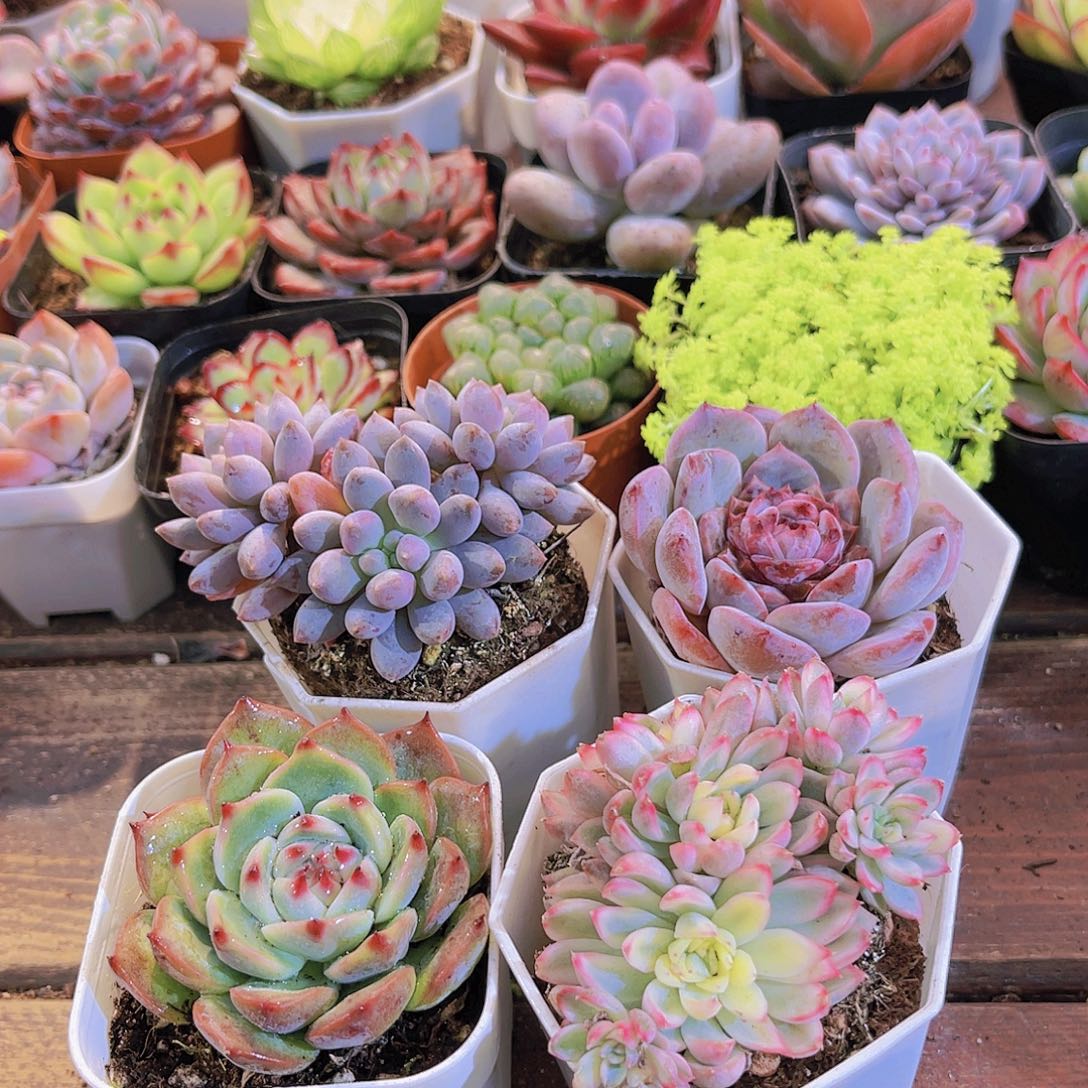 蓝舍➕女春锦➕吉娃娃➕溏心