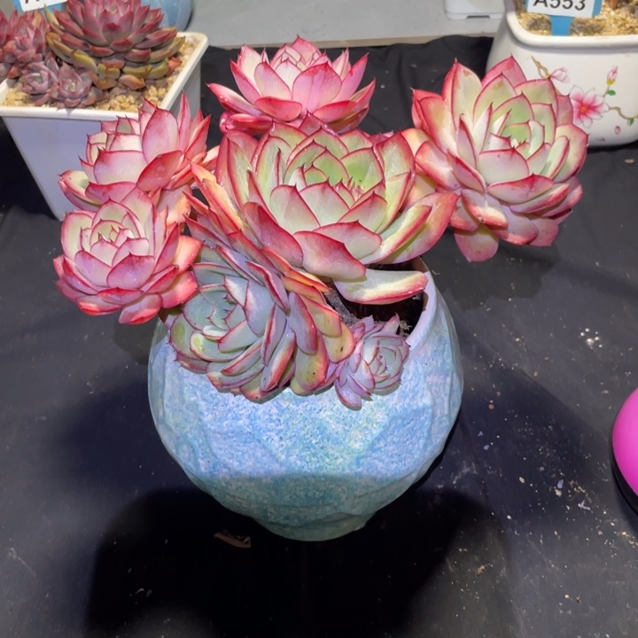 @***米牡丹亭多肉一物一拍