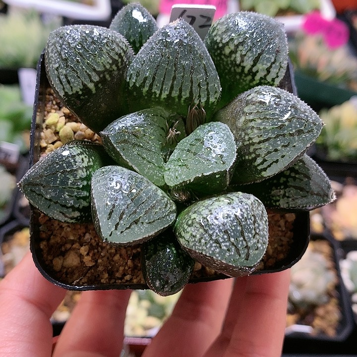 实生寿锦一物一拍