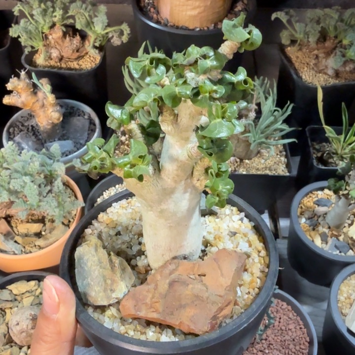 泰国卡汉羊角沙玫（满2 8包邮）