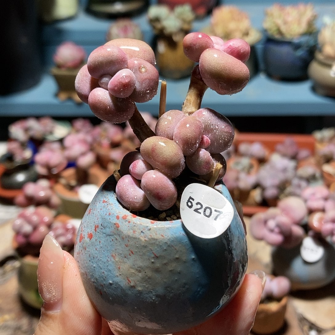 5207糖果腰子蛋带盆土