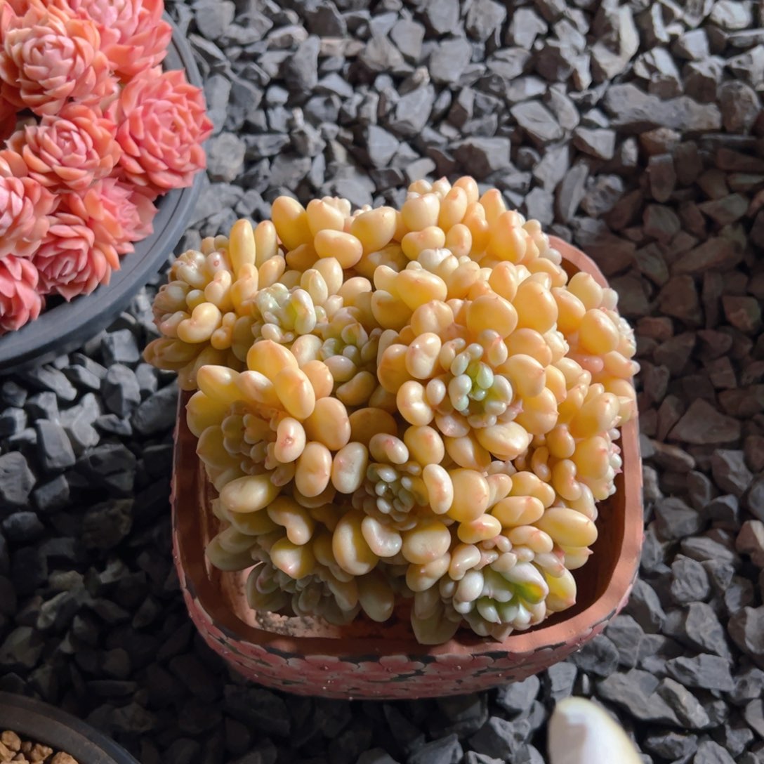 比尔16厘米以上发货1111