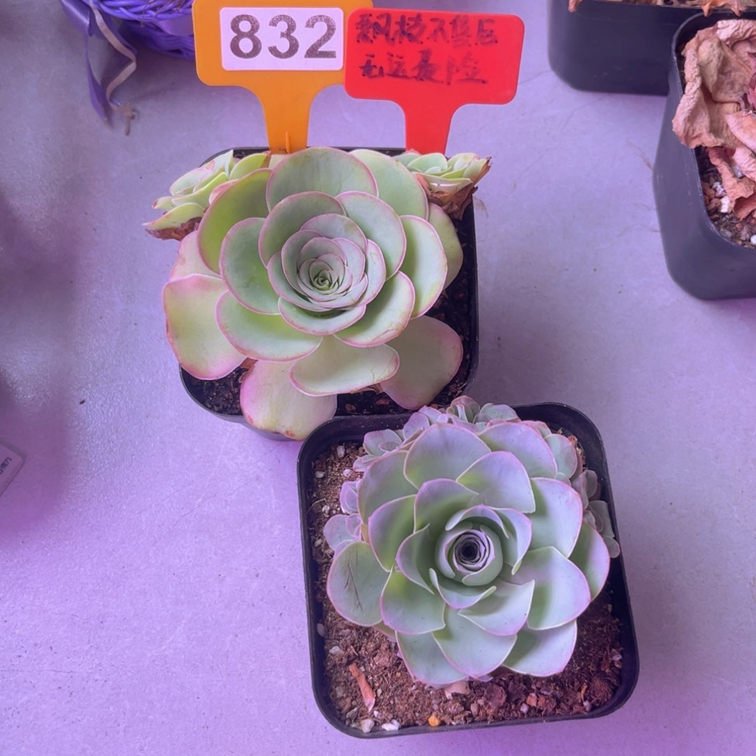 四*头凤玥玫瑰➕紫芙玫瑰群832 开播福利