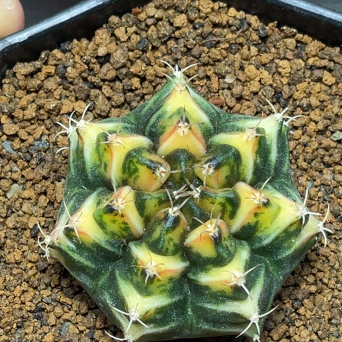 当前无花朵，栽培后可花朵虎斑V背锦