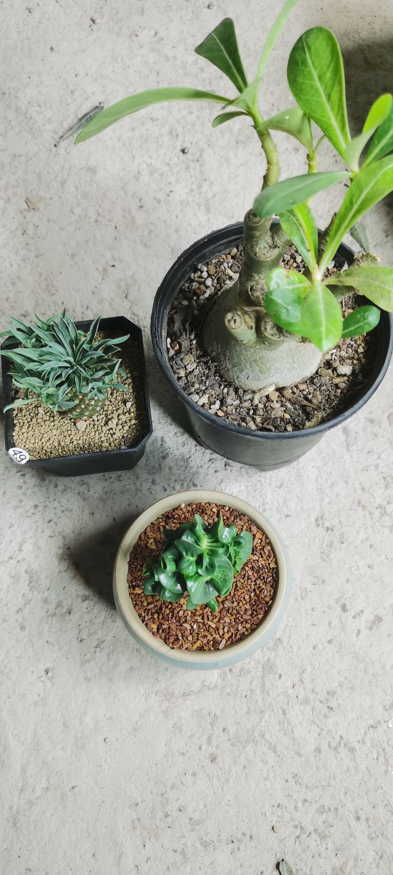 铁甲麒麟加哥斯拉沙漠玫瑰加卡汉羊角带盆发