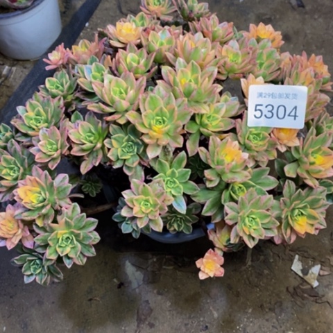 甜茶杆子有瑕疵多肉5304