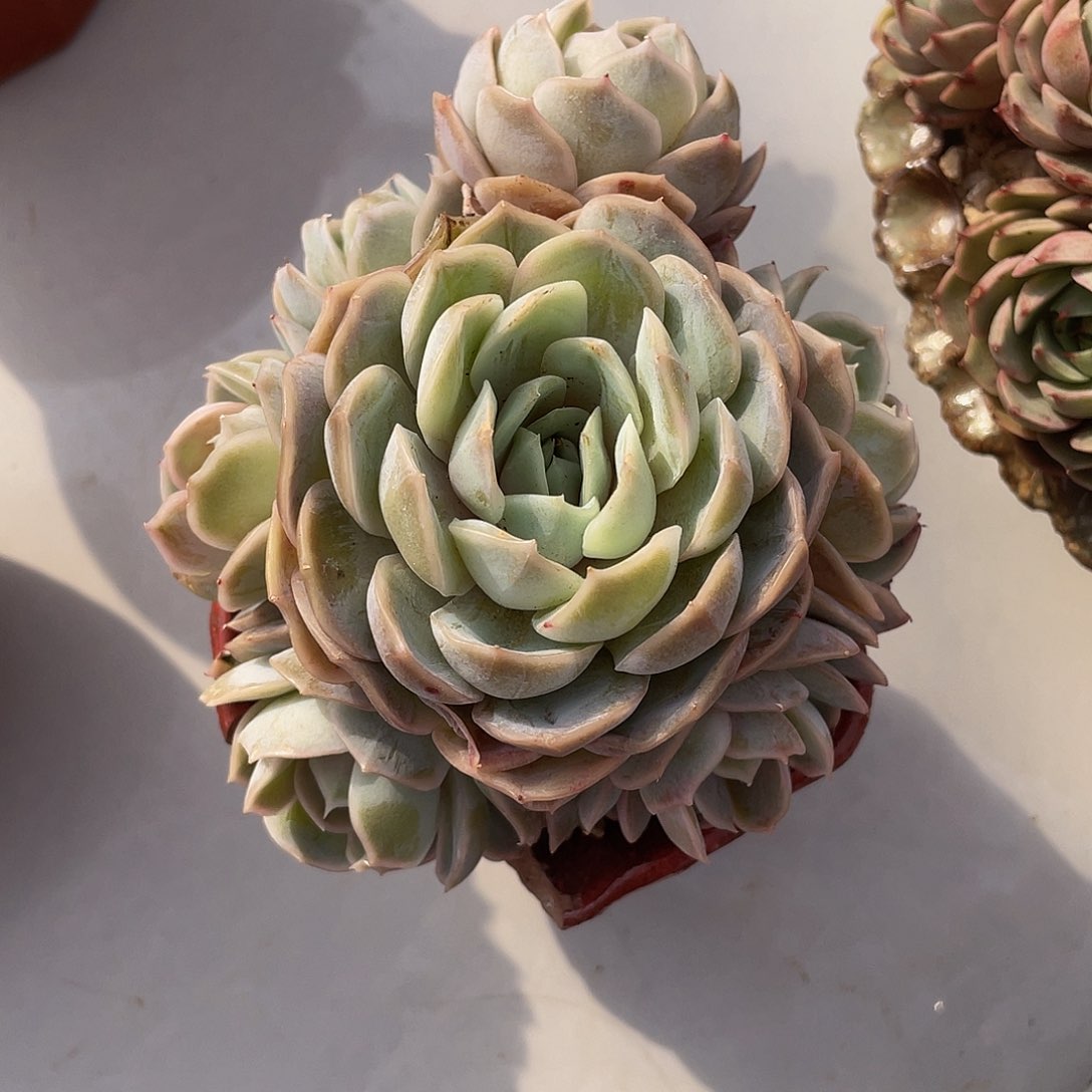 蓝色惊喜捧花多肉多肉