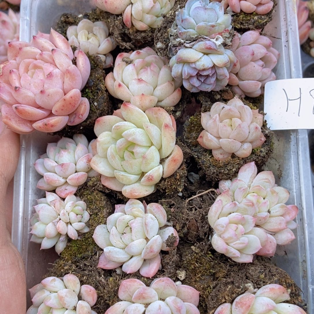 春泥家框拍链接H8