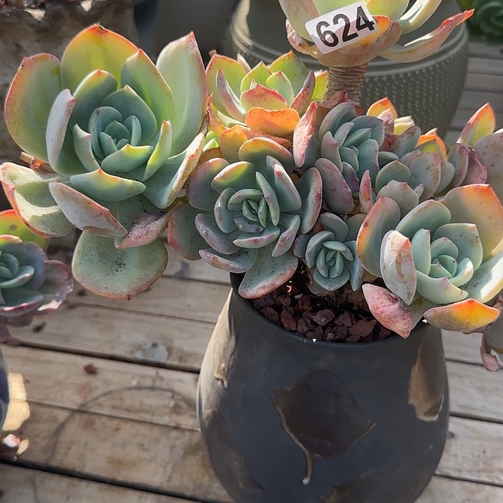 @**?624白凤脱土发货不退不换