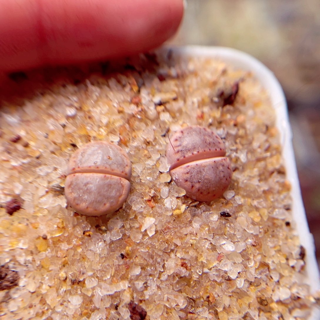 399好带盆包邮发货