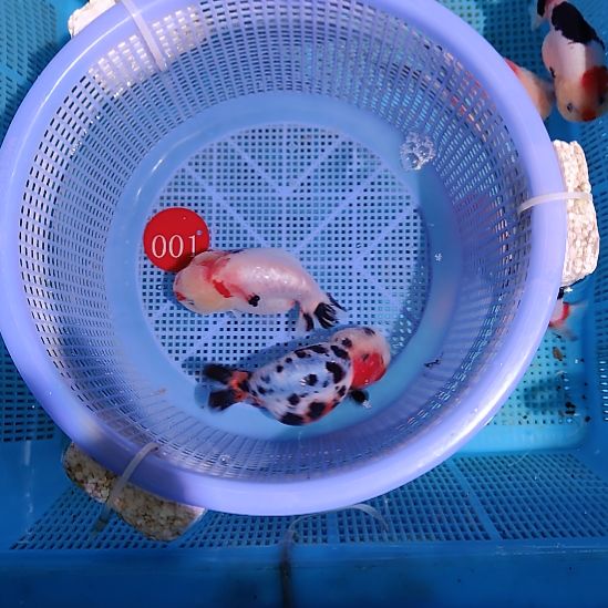 金鱼001兰寿两只特价顺丰包邮