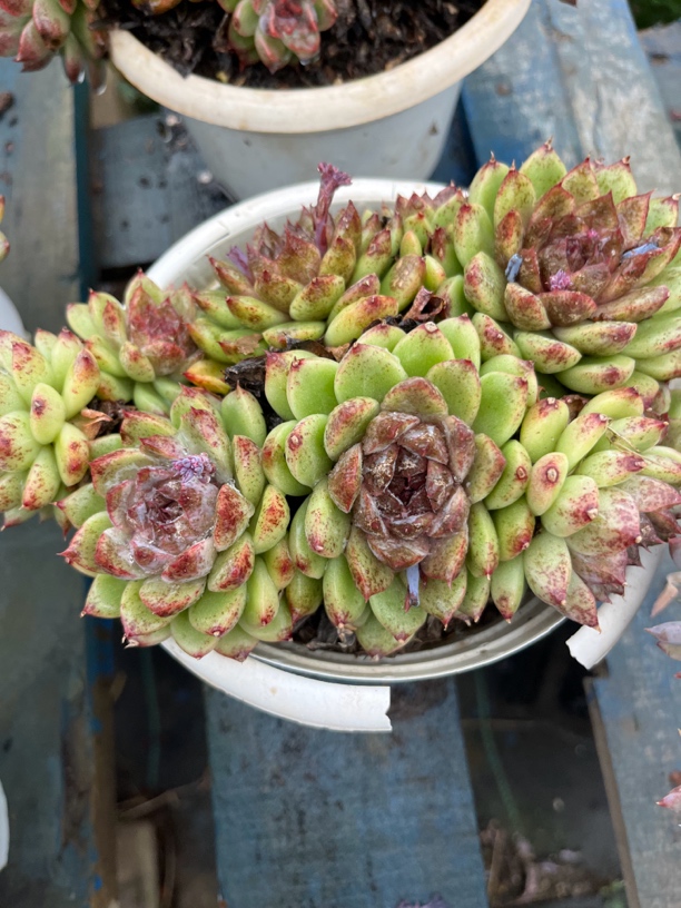 黑水晶多肉一物一拍