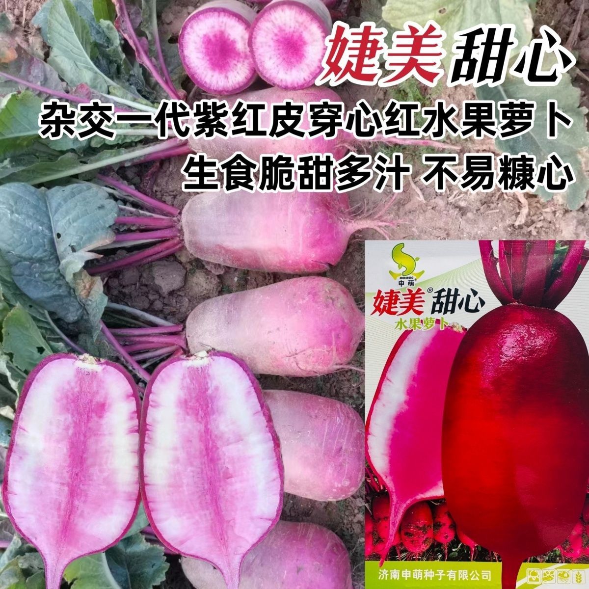 紫红皮穿心红水果萝卜种子可生吃脆甜多汁水果萝卜种子不糠心高产