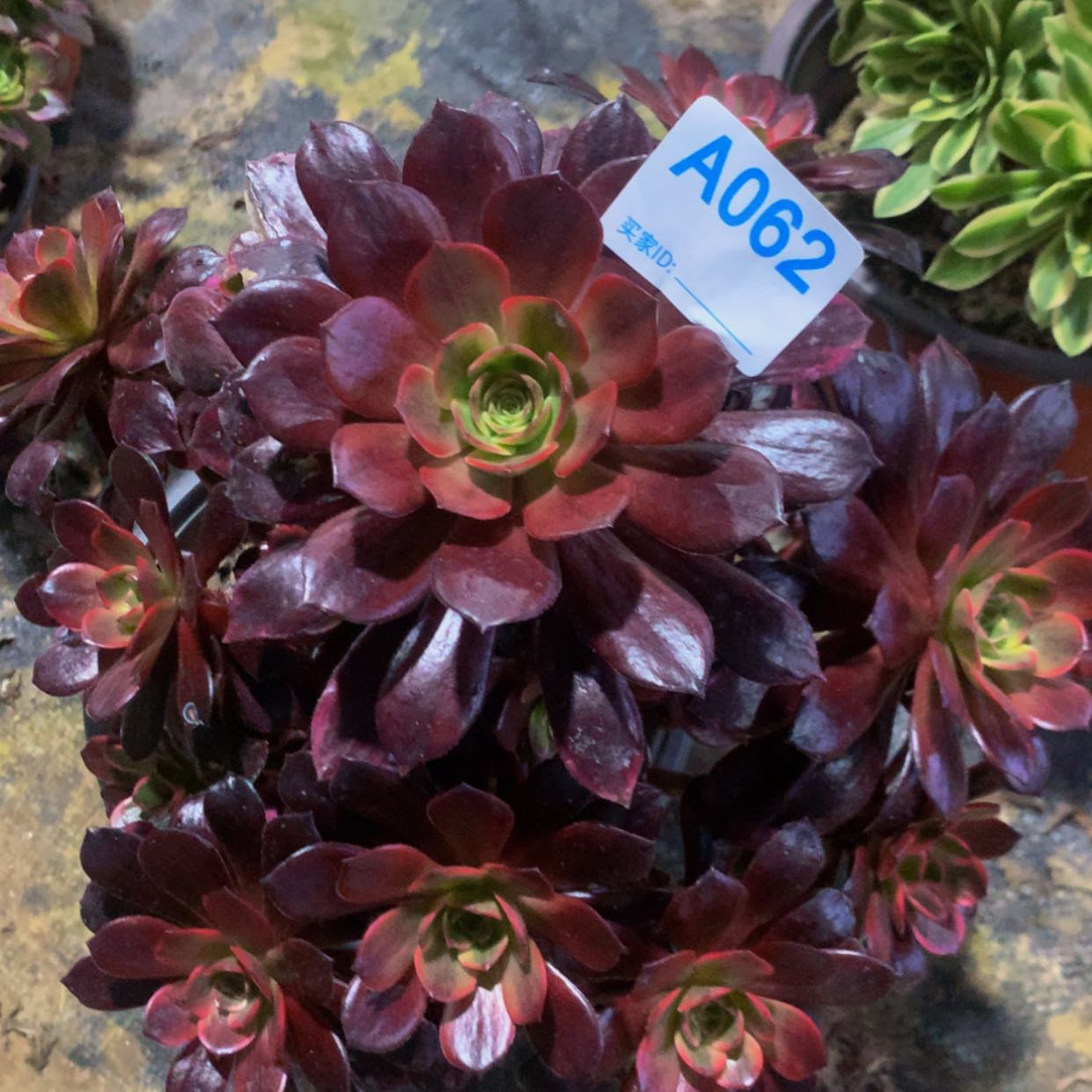 【闪购商品】62婚纱多肉