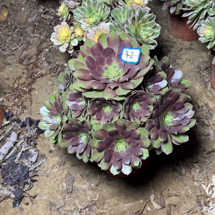 多肉植物红色万圣节42