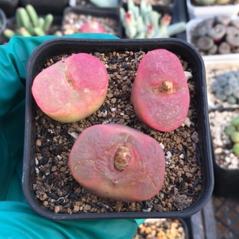 多肉肉锥 水蜜桃