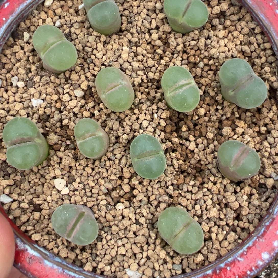 量拍粉红女郎风铃一颗