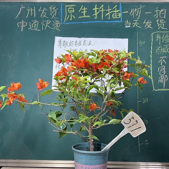 完全开放  热火桑巴  571