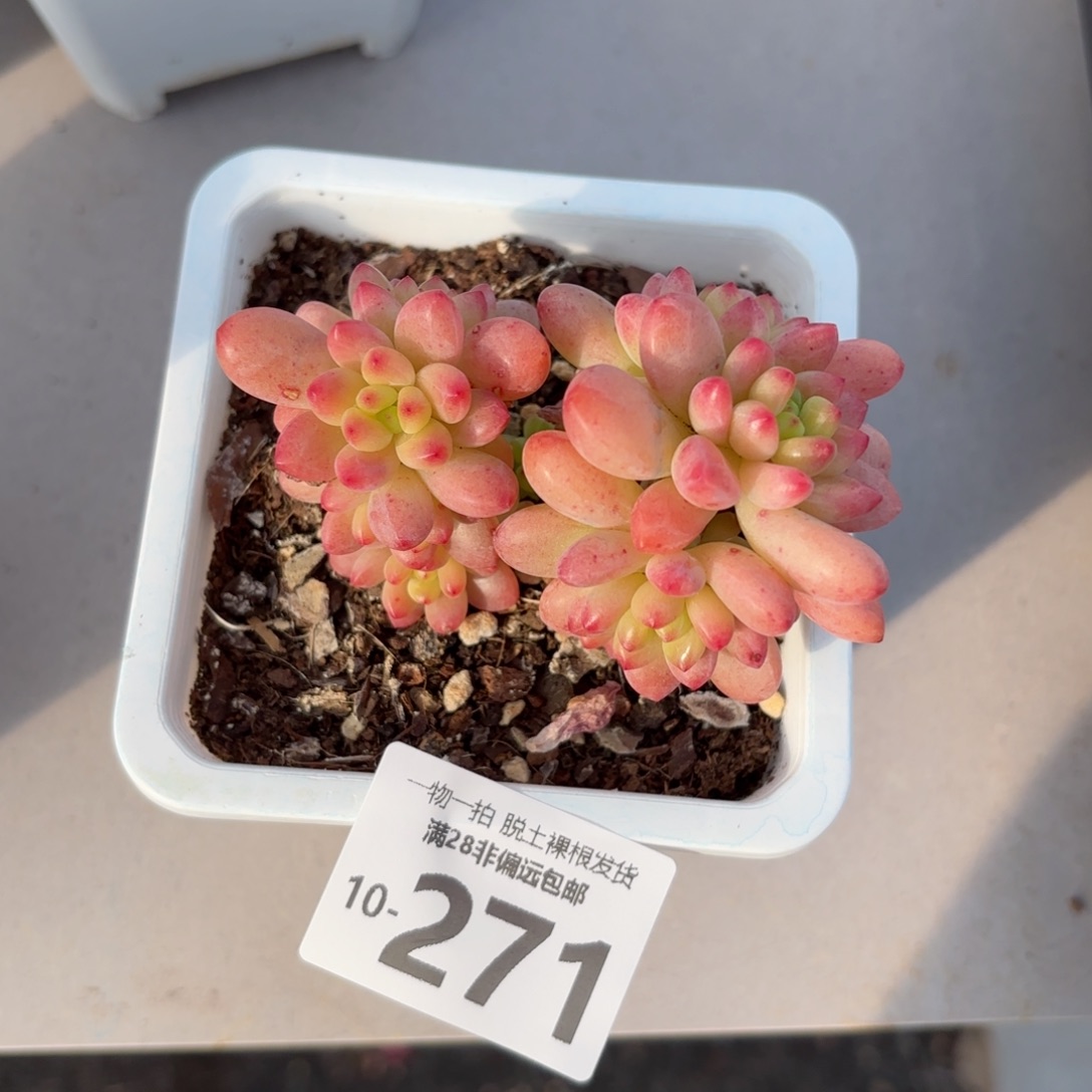 香格里拉老桩多肉