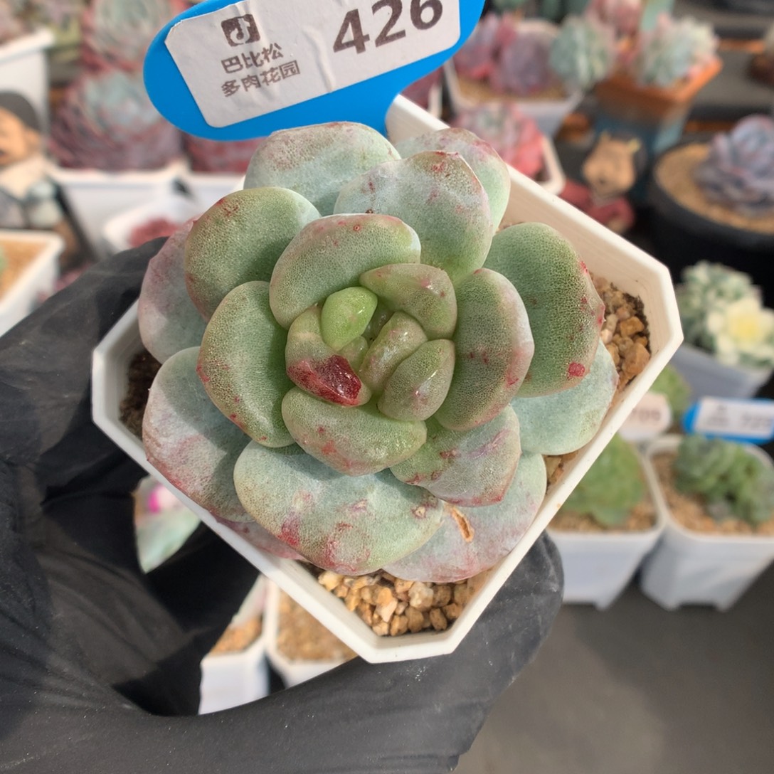 尛***孽426 冰玉石化多肉